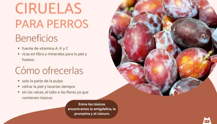 Ciruelas para perros: beneficios y cómo ofrecerlas. Los perros pueden comer ciruelas, pero solo la pulpa, sin piel ni huesos.