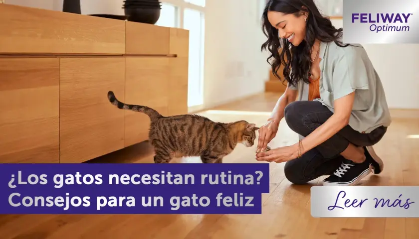 Una mujer sonríe mientras le da algo a un gato atigrado. Los gatos necesitan rutinas para ser felices.