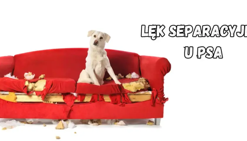 Biały pies siedzi na zniszczonej czerwonej kanapie, która wygląda, jakby została pogryziona. To objawy lęku separacyjnego u psa.