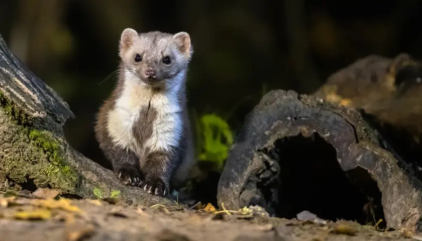 Ein Marder sitzt auf einem Baumstamm, bereit für seinen Winterschlaf.