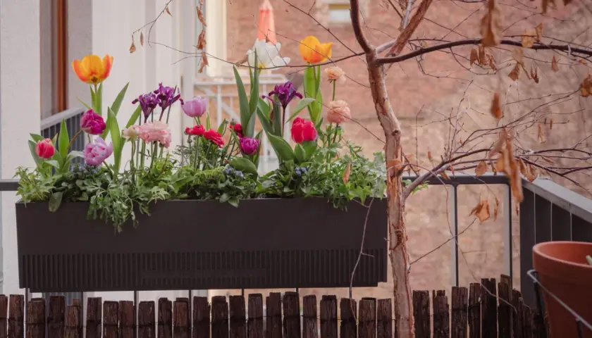 Moderner Balkonkasten mit bunten Tulpen und Iris, die Frühlingsfreude auf den Balkon bringen.