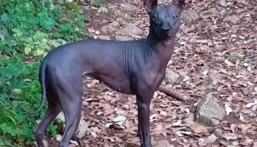 Un perro calvo de piel oscura, con orejas grandes y puntiagudas, posa en un sendero cubierto de hojas secas y rocas.