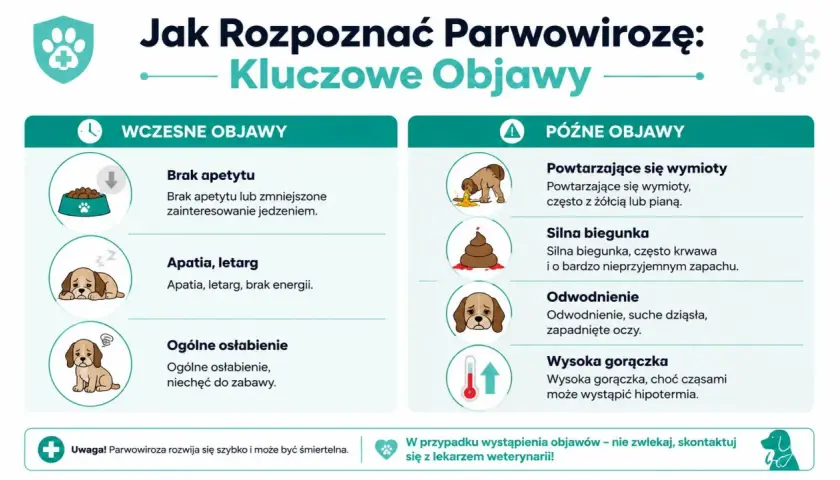 Objawy parwowirozy u psa: brak apetytu, apatia, wymioty, biegunka, odwodnienie, gorączka. Szybka reakcja jest kluczowa.