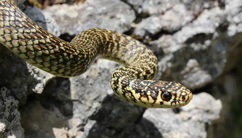 Una culebra verde de España, con escamas amarillas y marrones, se desliza sobre rocas grises.