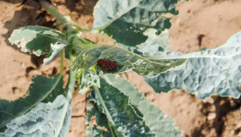 Insetti rossi e neri, noti parassiti dei cavoli, si posano su una foglia verde danneggiata in un orto.