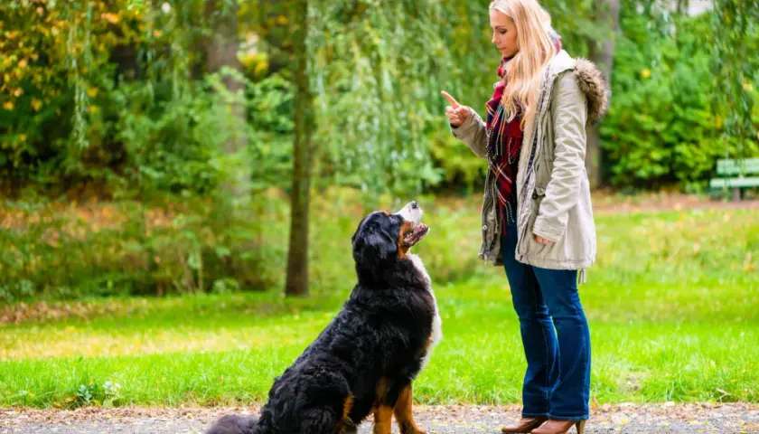 Kobieta uczy psa siad w parku. Pies patrzy na nią z uwagą, gotowy do wykonania komendy.