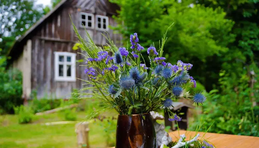 Ein Strauß blauer Disteln und lila Blüten vor einem alten Holzhaus im Spreewald. Perfekt für Ausflugsziele Spreewald.