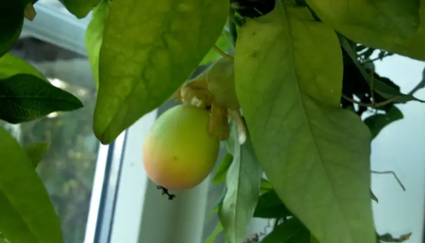 En grön passionsfrukt hänger bland stora blad. En passionsfrukt blomma syns svagt bakom frukten.
