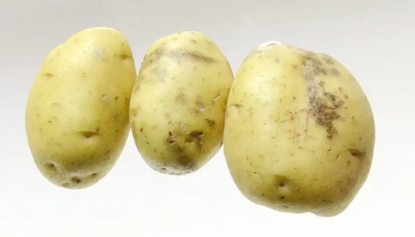 Trois pommes de terre à la peau jaune et tachetée, prêtes à être cuisinées.
