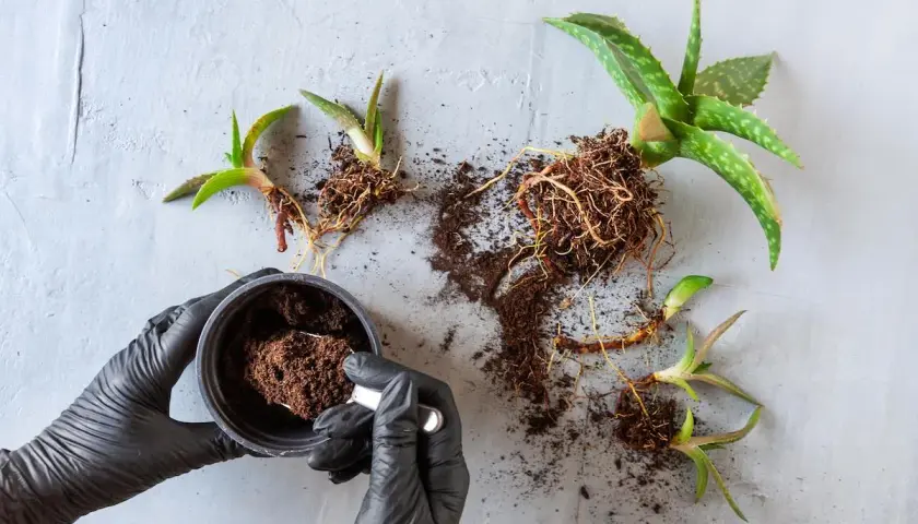 Manos enguantadas preparan tierra para trasplantar aloe vera. Varias plantas de aloe vera con raíces expuestas yacen sobre una superficie gris.