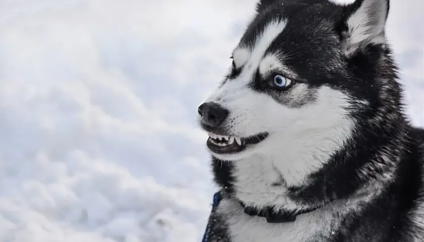 Czy husky jest agresywny? Prawda o zachowaniu i temperamentie tej rasy