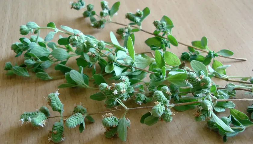 Gałązki oregano z pąkami kwiatowymi, gotowe do zbioru. Idealne do domowej oregano uprawy.