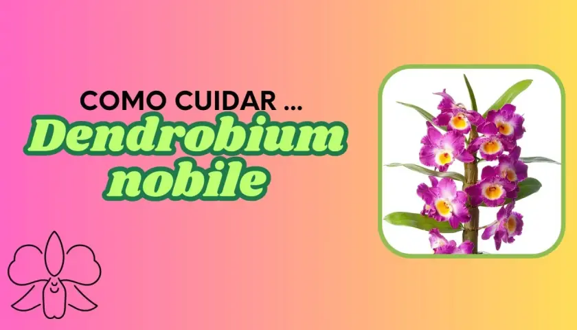Guía de cuidados para el Dendrobium nobile. Hermosas orquídeas púrpuras y amarillas.