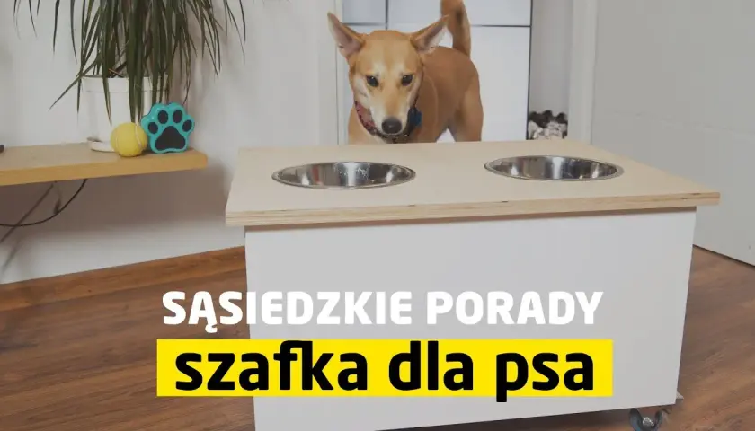 Jak zrobić stojak na miski dla psa - proste pomysły, które zaoszczędzą czas