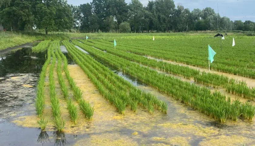 Reisfelder in Deutschland: Grüne Sprossen wachsen in sorgfältig angelegten Reihen, umgeben von Wasser und gelben Algen.