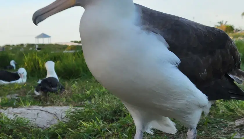 Wielki albatros, najcięższy ptak latający, stoi na trawie. W tle inne ptaki i altana.