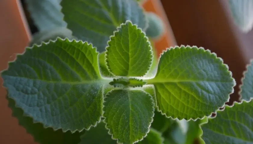Liście oregano kubańskiego, ząbkowane na brzegach, idealne do naparów i potraw.