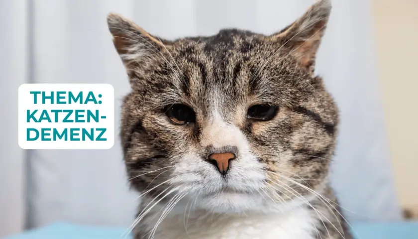 Nahaufnahme einer Katze mit dem Thema "Katzen-Demenz" im Bild.