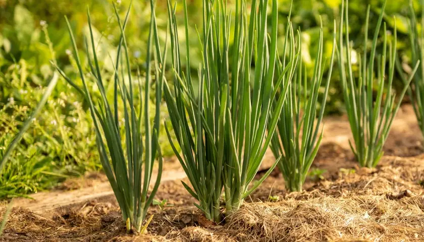 Fila di giovani cipolle verdi appena piantate, con steli sottili e fogliame rigoglioso che spuntano dal terreno coperto di paglia.