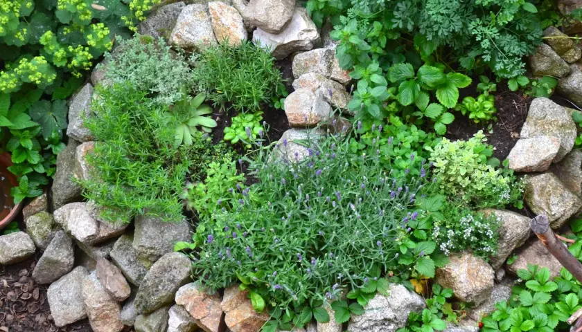 Ein liebevoll angelegter heilpflanzen garten mit Lavendel, Thymian, Rosmarin und vielen weiteren Kräutern zwischen Steinen.