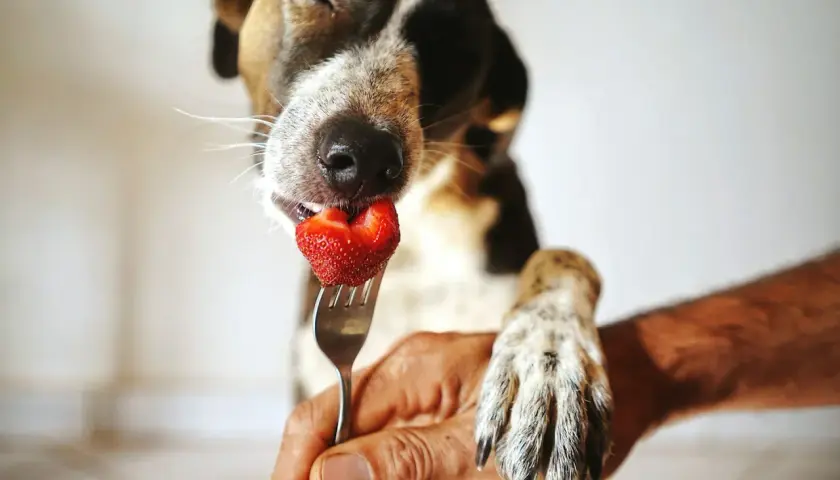 Ein süßer Hund genießt eine Erdbeere, die ihm auf einer Gabel angeboten wird.