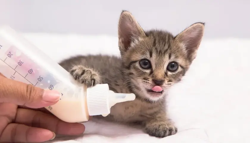 Un tierno gato bebé, con su patita apoyada en un biberón, saca la lengua con ansias de leche.