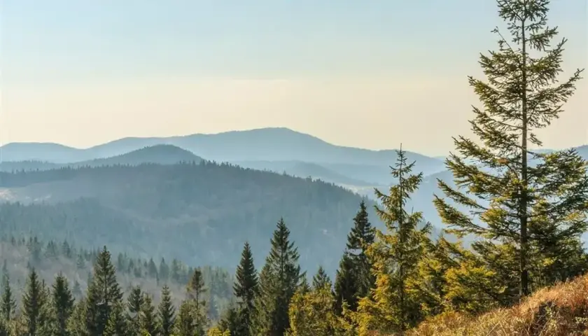 Widok na zalesione góry w oddali, z dominującymi świerkami na pierwszym planie. Idealne miejsce na żywiec szlaki górskie.