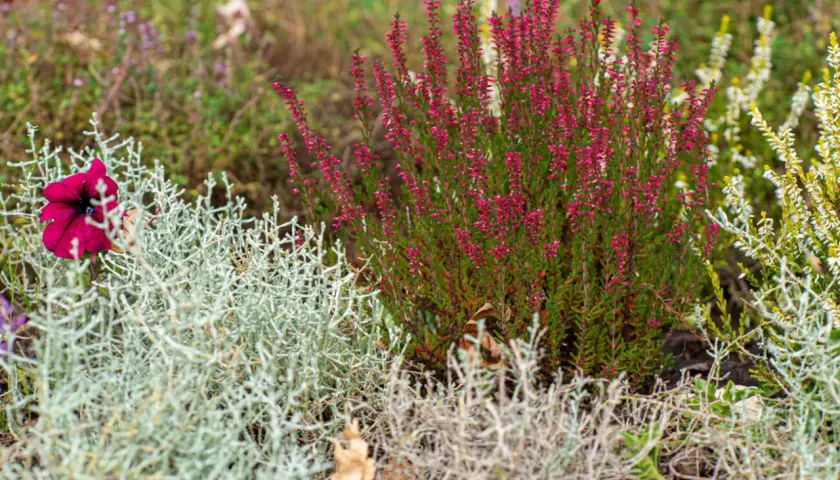 Plante pour bordure sans entretien : bruyère rose, pétunia pourpre et feuillage argenté créent un tableau naturel.
