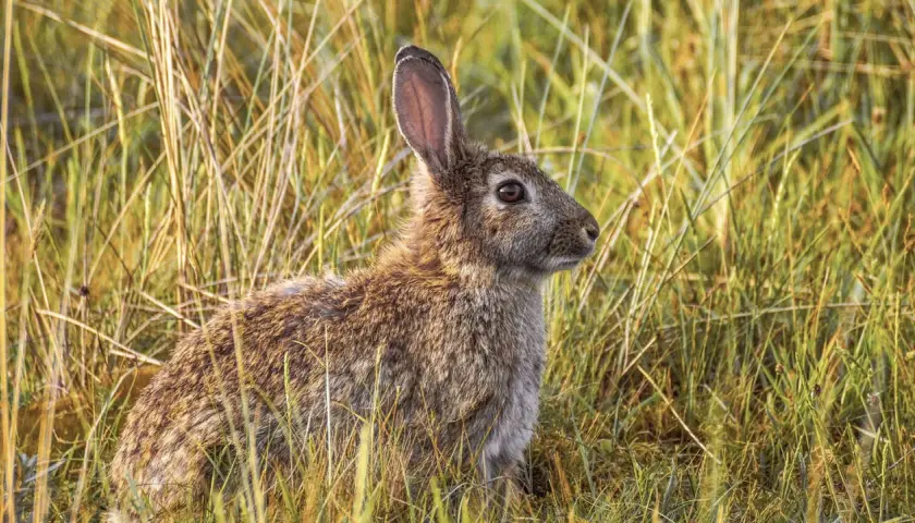 Conejo en la hierba. ¿Es un conejo carnívoro, herbívoro u omnívoro?