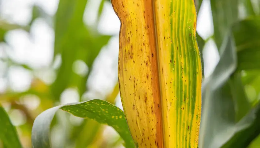 Foglia di mais ingiallita, con macchie marroni, un segno che le piante che indicano presenza di acqua sono in difficoltà.