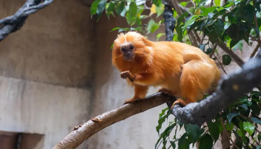 Un titi león dorado, con su pelaje brillante, se posa en una rama.