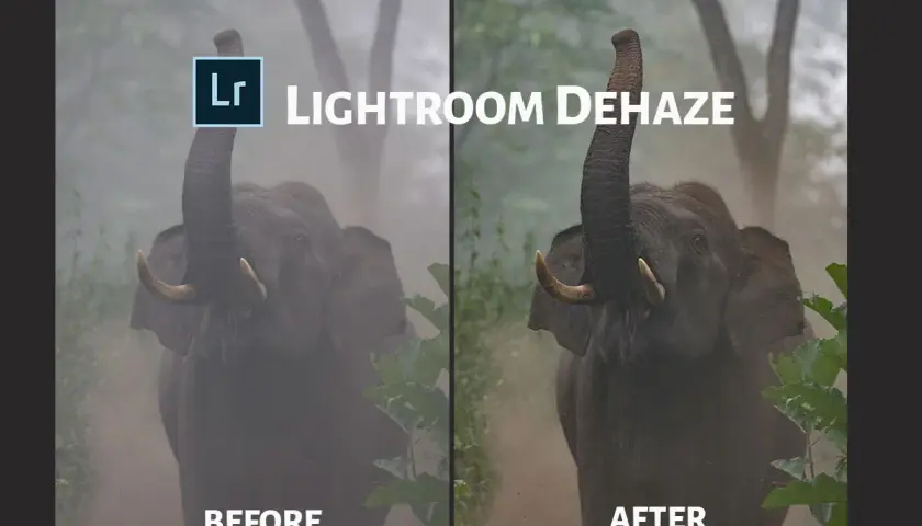 Słoń z podniesioną trąbą, po lewej "przed" z mgłą, po prawej "po" dzięki funkcji dehaze lightroom.