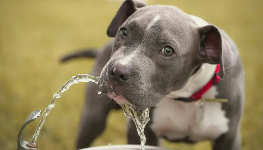 A grey pit bull puppy drinks from a fountain, its thirst a reminder of the challenges of diabetes insipidus in dogs.