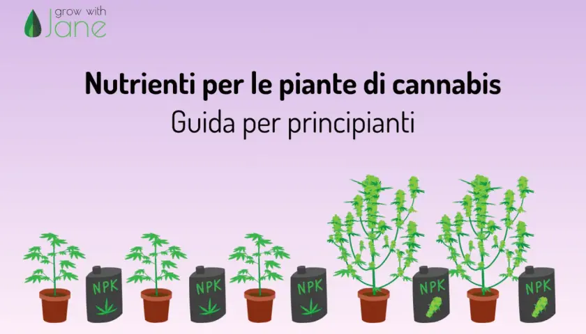 Guida ai nutrienti per piante di cannabis: il significato di NPK per la crescita.