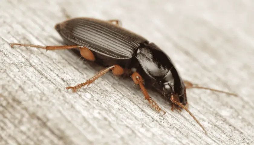 Un ammazzasomari nero, con zampe arancioni, si muove su una superficie di legno grezzo.