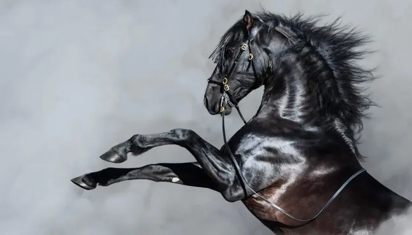 Cavallo nero impennato, criniera al vento. Potrebbe essere uno dei cavalli di una macchina, simbolo di potenza e velocità.