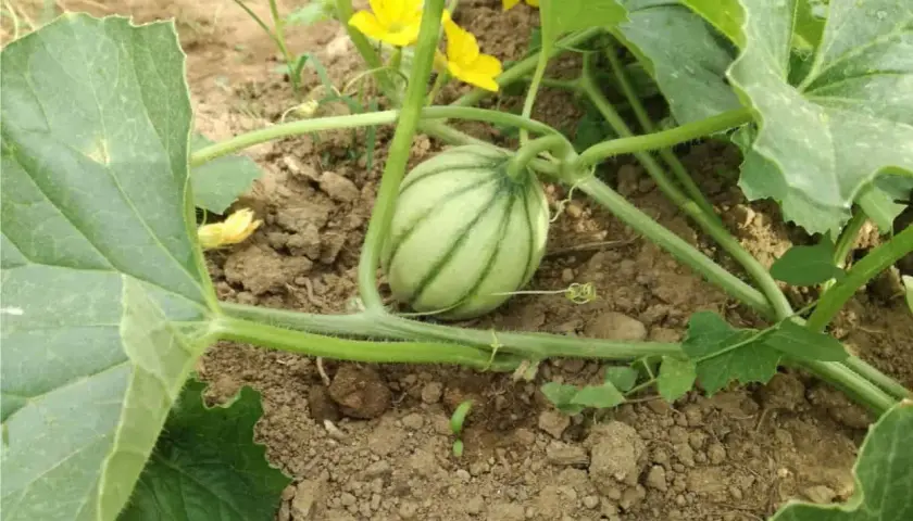 Piccolo melone striato su un terreno fertile, con fiori gialli e foglie verdi. Il potassio per meloni è essenziale per la sua crescita.
