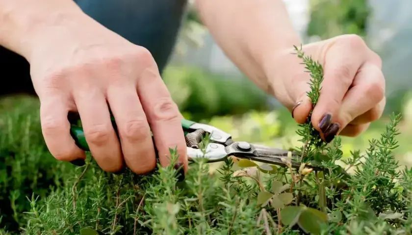 Hände mit einer Gartenschere schneiden frische Kräuter. Der Duft von Thymian ernten liegt in der Luft.