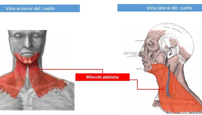 Todo sobre el músculo cutáneo del cuello: anatomía y estética