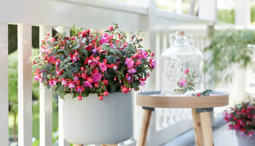 Ein üppiger **Fuchsien-Standort** auf einer Veranda. Eine graue Pflanzschale quillt über mit pink-roten Blüten. Daneben ein Tisch mit Glasglocke und kleiner Fuchsien-Deko.
