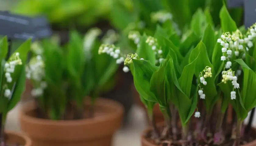 Des clochettes blanches délicates sur des tiges vertes, prêtes à être plantées. Le muguet annonce le printemps.