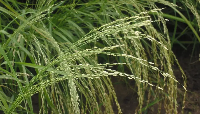Zarte Ähren von Teff-Gras wiegen sich im Wind.