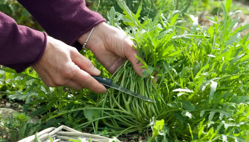 Hände ernten frischen Rucola mit einem Messer. Ein Korb liegt bereit für die Ernte.