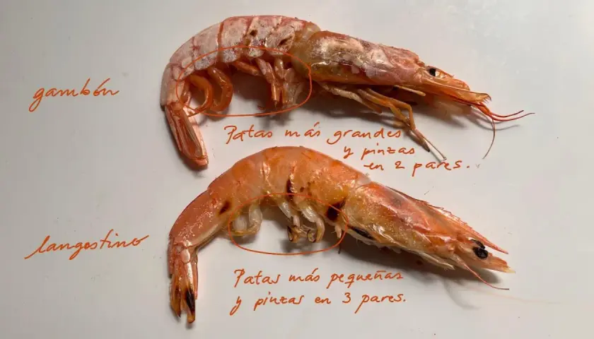 Dos gambones, un marisco con patas más grandes y pinzas en 2 pares, y un langostino con patas más pequeñas y pinzas en 3 pares.