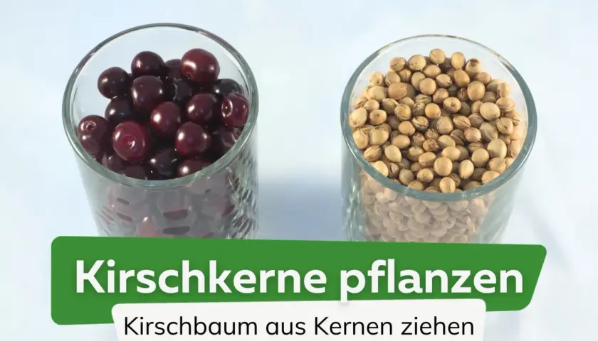Zwei Gläser: eins mit Kirschen, eins mit Kirschkernen. So kann man einen Kirschbaum aus Kernen ziehen.