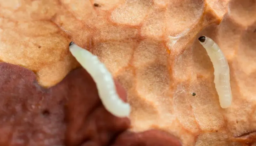 Två små, vita larver med mörka huvuden på en orangebrun yta. Deras utseende är ett exempel på hur mimikry betyder överlevnad.