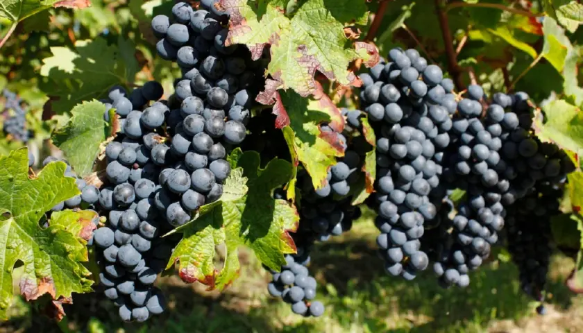 Grappes de merlot mûres sur la vigne, promettant un millésime Pomerol exceptionnel. Le soleil dore les feuilles vertes et les baies sombres.