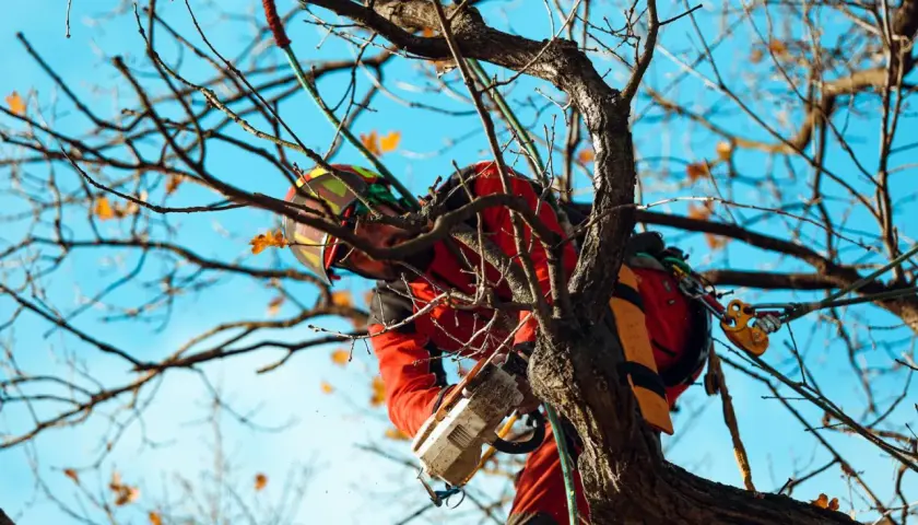 Drzewo przycinane przez arborystę. Zastanawiasz się, o ile można skrócić drzewo bez zezwolenia? Prawdopodobnie nieznacznie, ale lepiej sprawdzić lokalne przepisy.