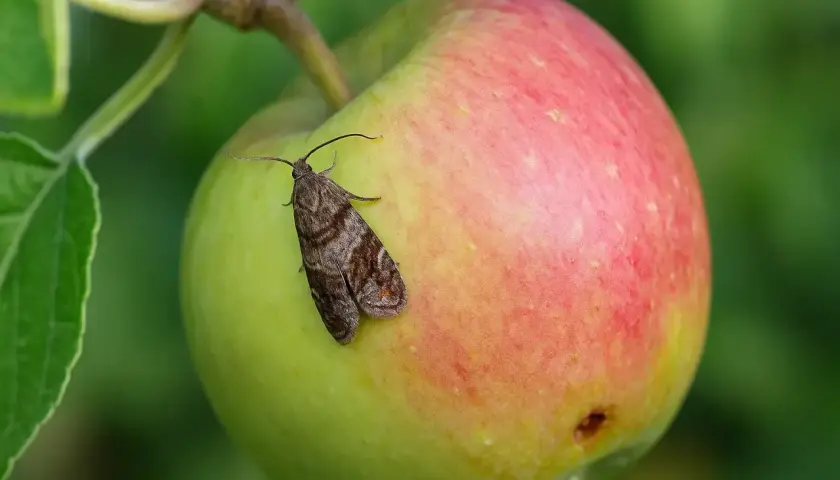 Ein Apfelwickler-Falter sitzt auf einem Apfel. Die Raupe des Apfelwicklers ist ein Schädling, der sich vom Fruchtfleisch ernährt.