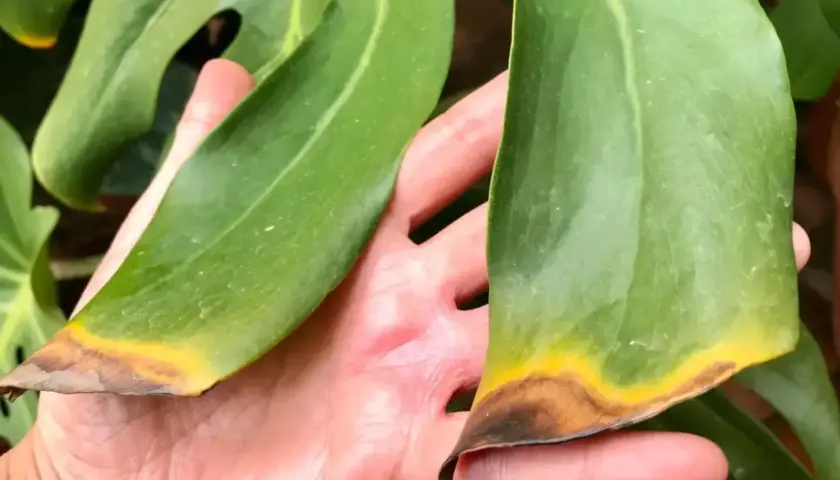 Manos sostienen hojas de monstera con puntas amarillas y marrones, indicando posible estrés o enfermedad.